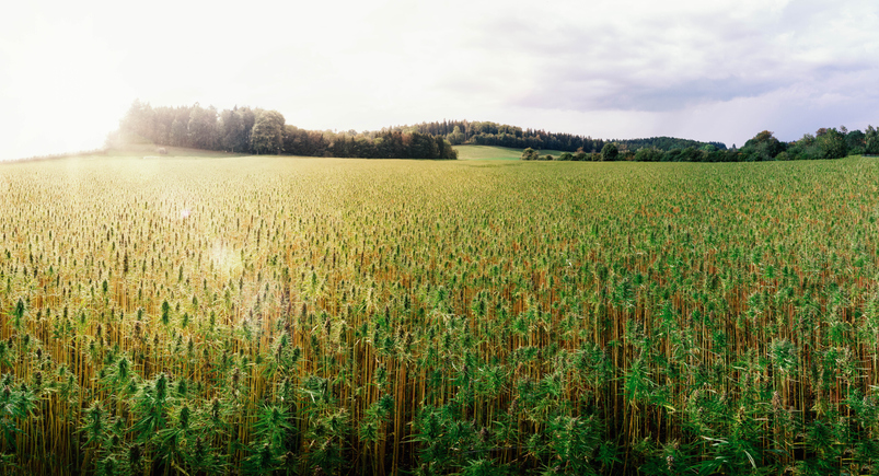 Cannabis Harvesters