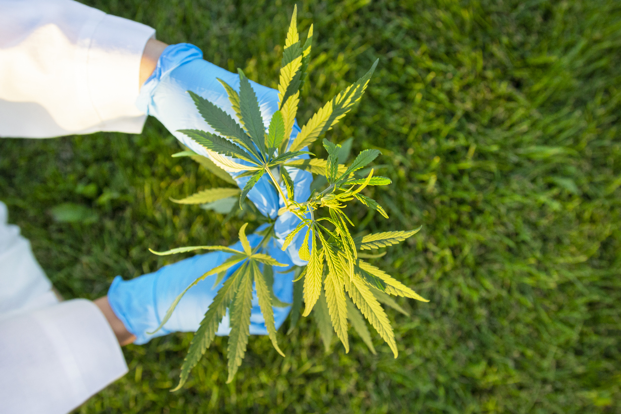2020 Cannabis Insurance Industry Outlook