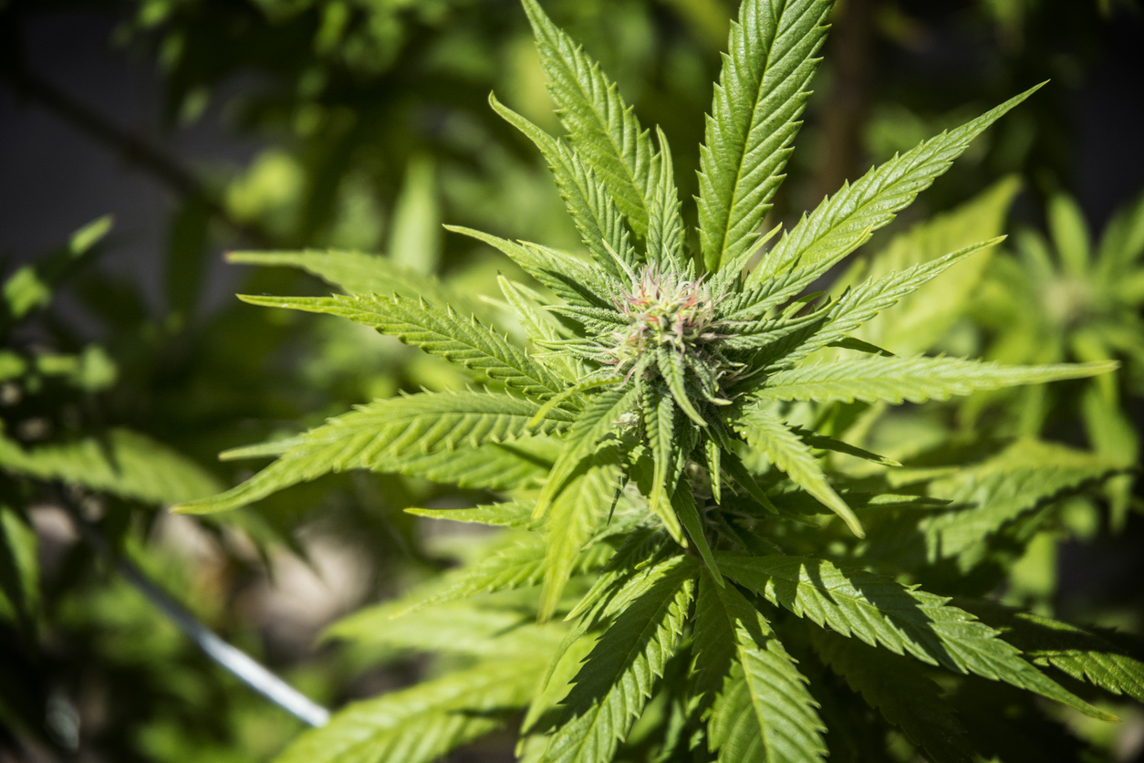 Cannibis Industry Risks