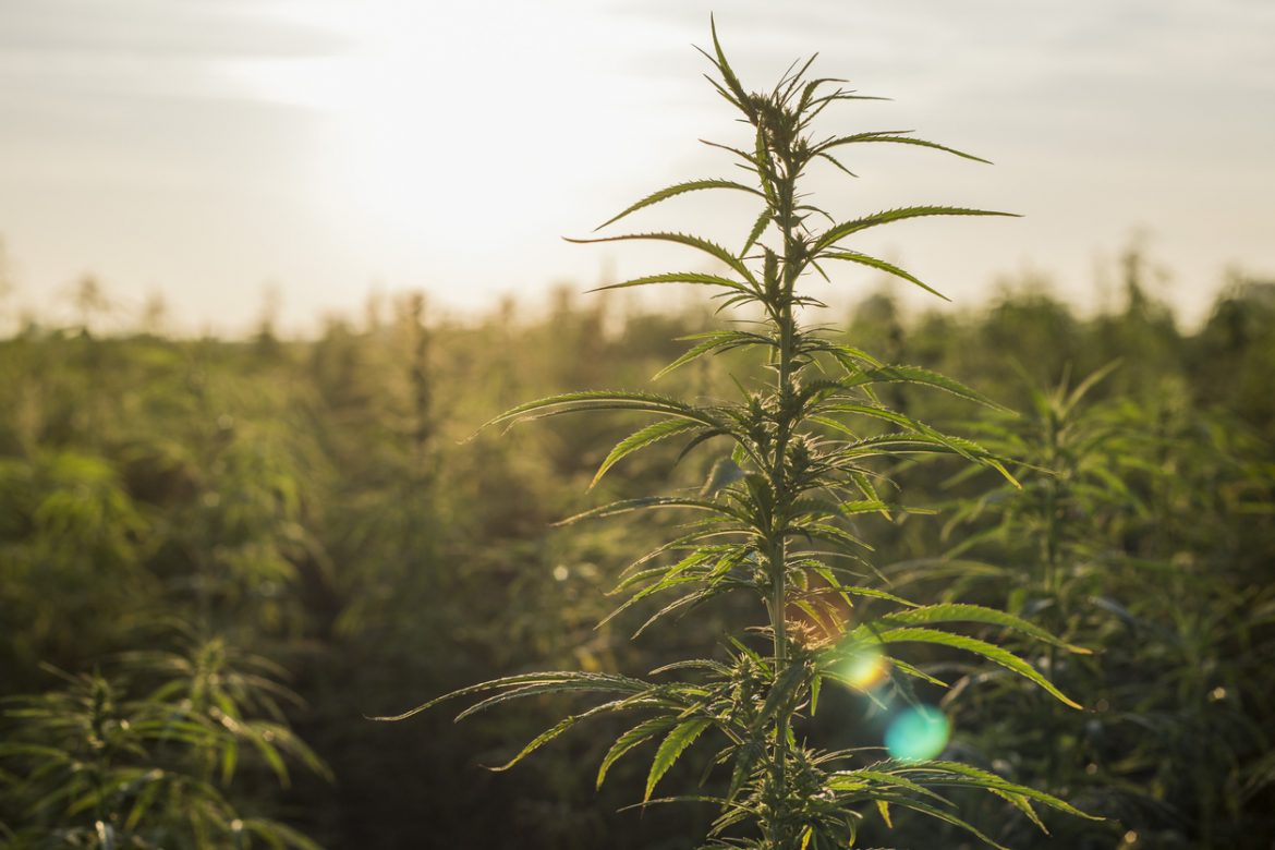 Hemp Crops