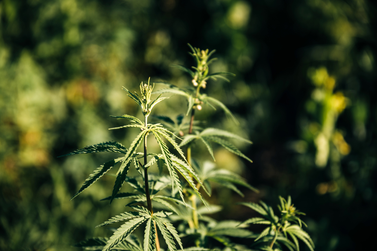 Hemp Drying