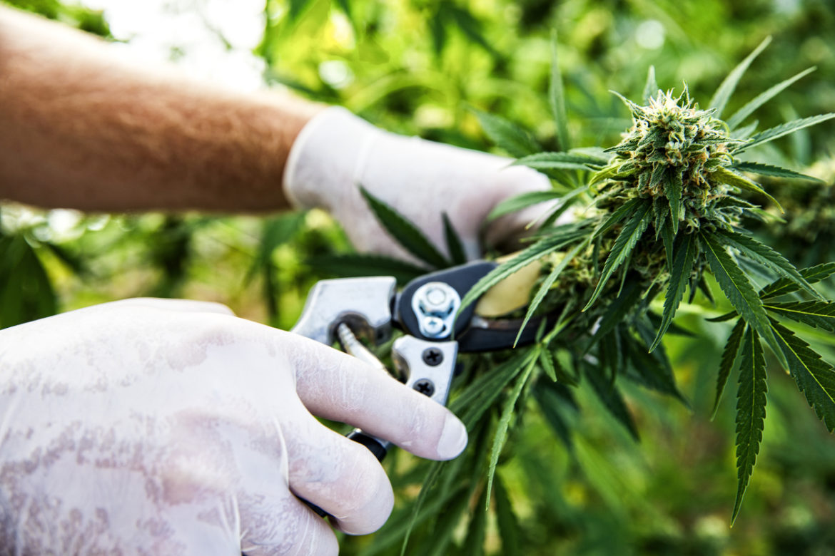 A Guide to Trimming Cannabis - CannGen Insurance Services LLC